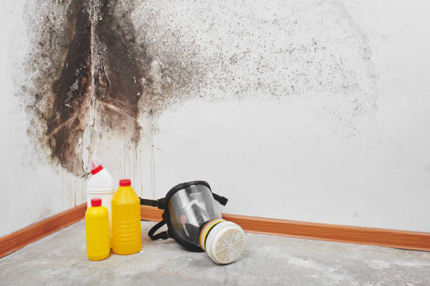 Best Mold Damage Repair  in Bessemer, AL
