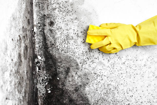 Best Attic Mold Removal  in Bessemer, AL