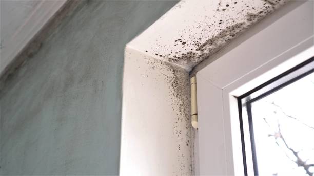 Best Residential Mold Removal  in Bessemer, AL