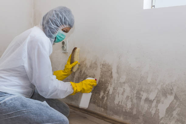 Attic Mold Removal in Bessemer, AL