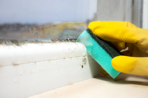 Mold Testing and Removal in Bessemer, AL