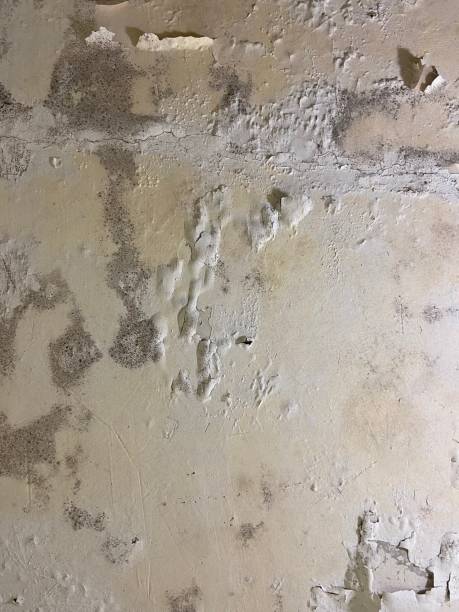 Best Attic Mold Removal  in Bessemer, AL