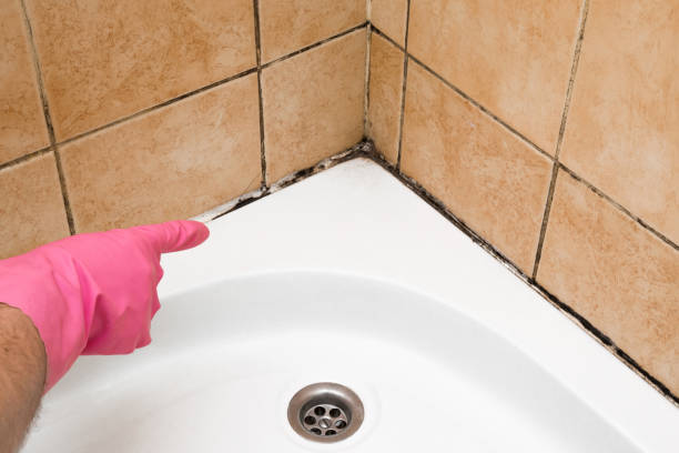 Best Commercial Mold Removal  in Bessemer, AL